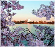    Cherry Blossom…