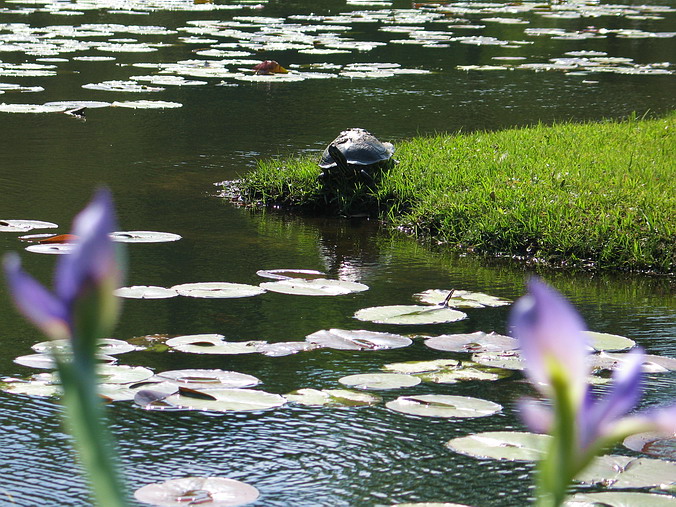      …
,     - … •
Brookgreen Gardens, Myrtle Beach, South Carolina