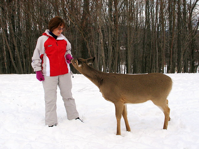 Wild life,  ,  … • Canaan Valley, West Virginia