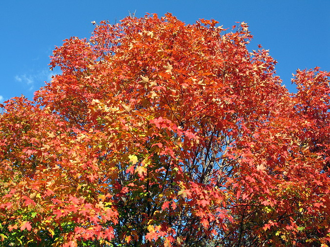   – In an Autumn Mood