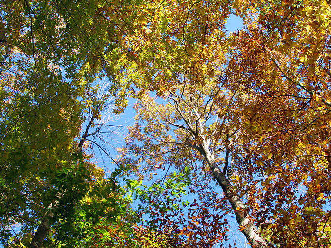   – In an Autumn Mood