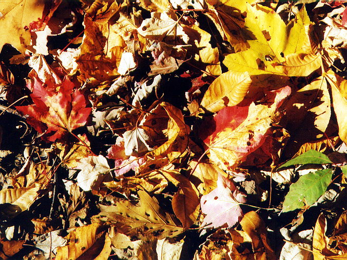   – In an Autumn Mood