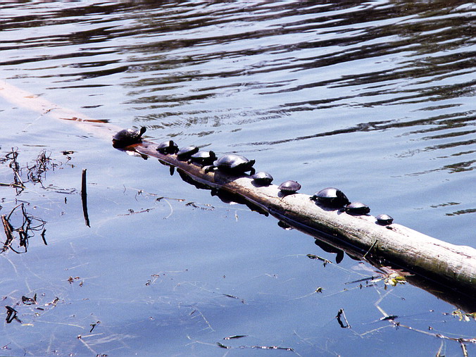   – In an Autumn Mood.
Turtles for sale…