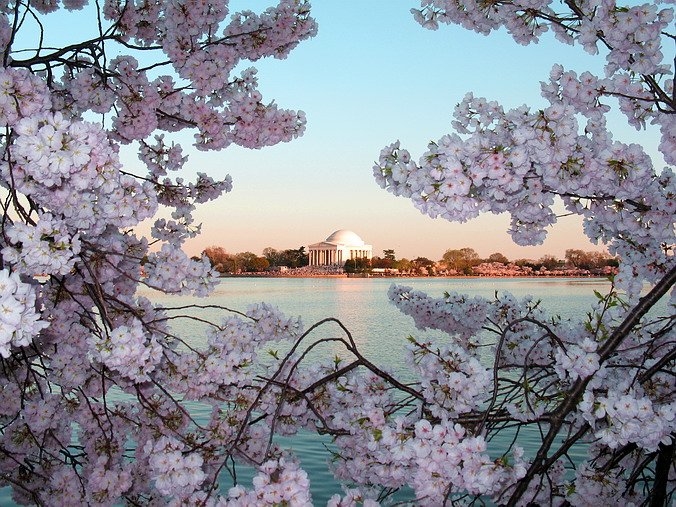 Cherry Blossom Mania – Beauty & Spirit •  Washington, DC