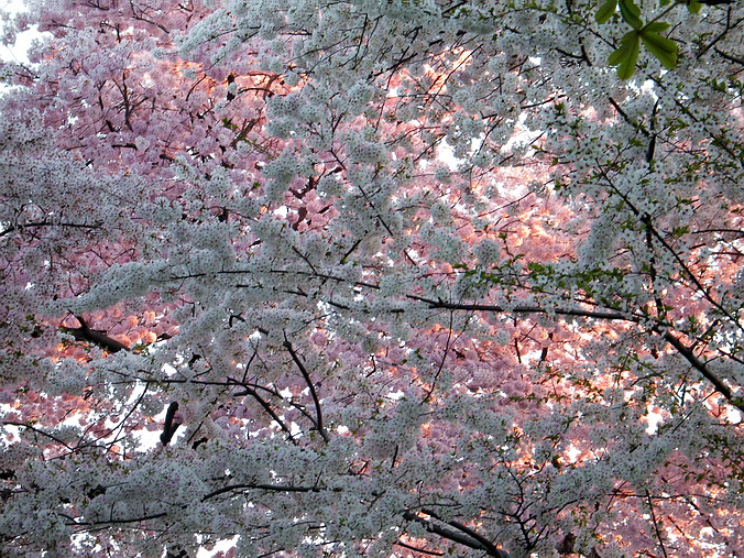 Cherry Blossom Mania – Beauty & Spirit •  Washington, DC