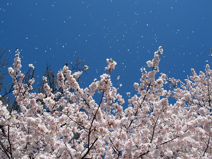 Cherry Blossom Mania – Beauty & Spirit •  Washington, DC