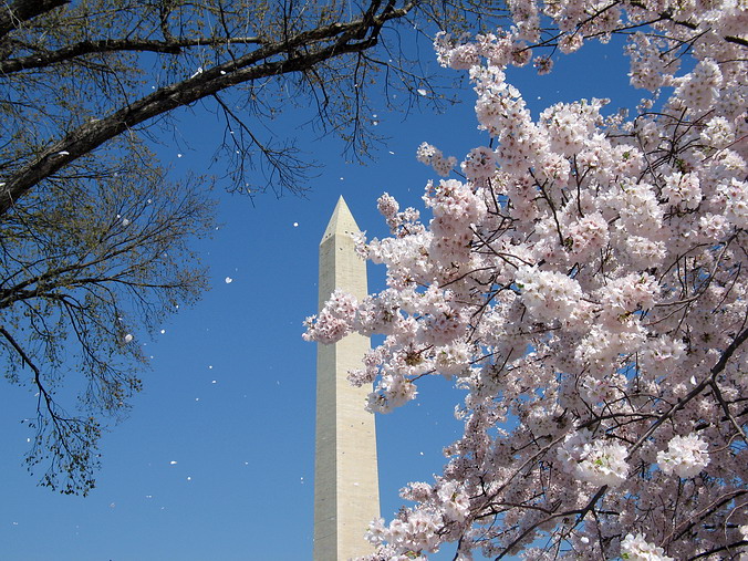 Cherry Blossom Mania – Beauty & Spirit •  Washington, DC