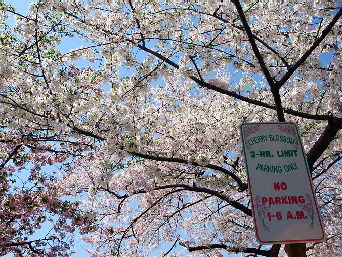 Cherry Blossom Mania – Beauty & Spirit •  Washington, DC