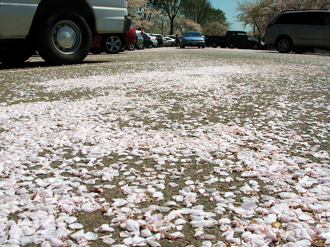 Cherry Blossom Mania – Beauty & Spirit •  Washington, DC