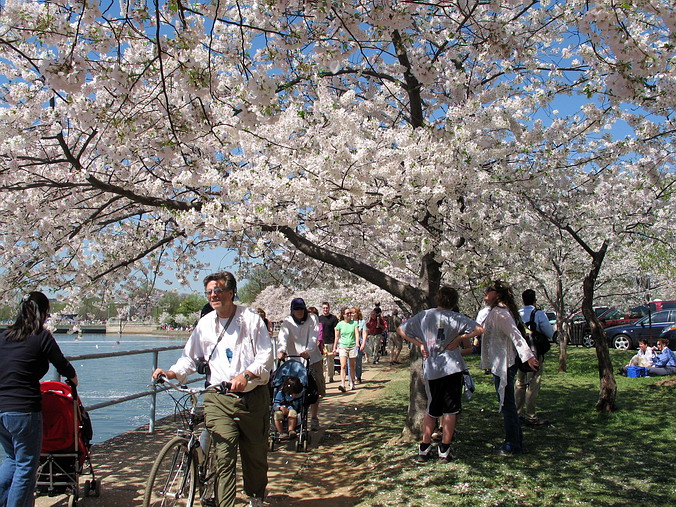 Cherry Blossom Mania – Beauty & Spirit •  Washington, DC