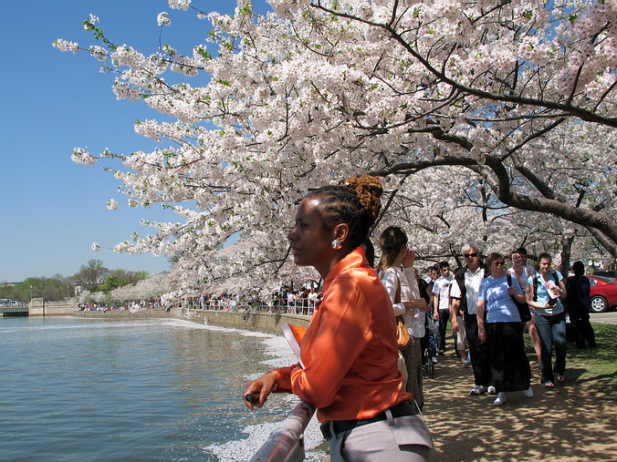 Cherry Blossom Mania – Beauty & Spirit •  Washington, DC