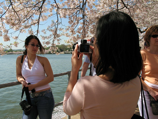 Cherry Blossom Mania – Beauty & Spirit •  Washington, DC