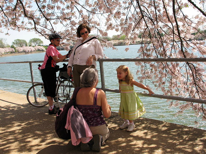 Cherry Blossom Mania – Beauty & Spirit •  Washington, DC