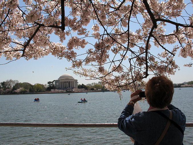 Cherry Blossom Mania – Beauty & Spirit •  Washington, DC