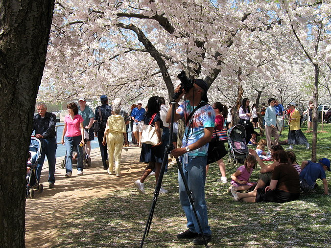 Cherry Blossom Mania – Beauty & Spirit •  Washington, DC