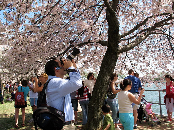 Cherry Blossom Mania – Beauty & Spirit •  Washington, DC