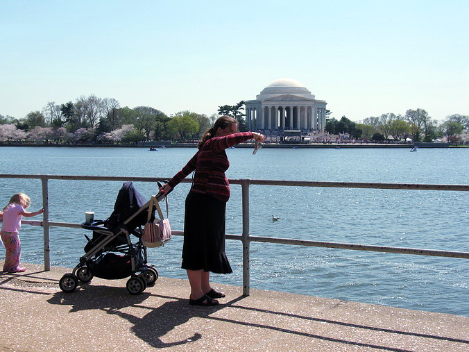 Cherry Blossom Mania – Beauty & Spirit •  Washington, DC