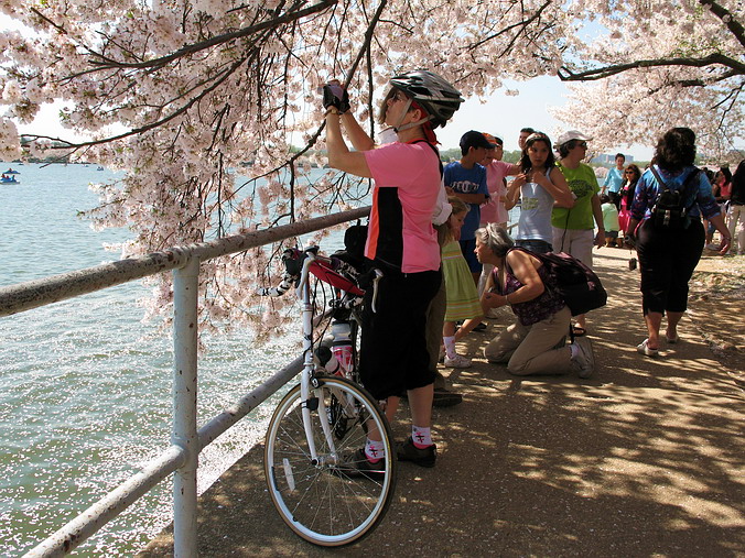 Cherry Blossom Mania – Beauty & Spirit •  Washington, DC