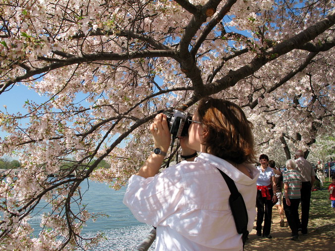 Cherry Blossom Mania – Beauty & Spirit •  Washington, DC