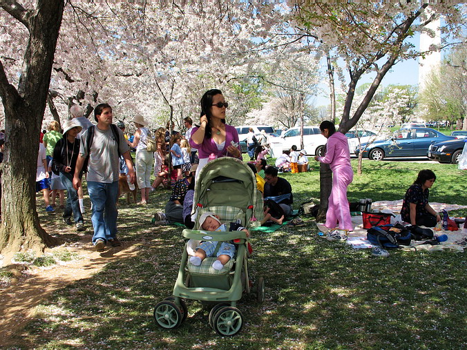Cherry Blossom Mania – Beauty & Spirit •  Washington, DC