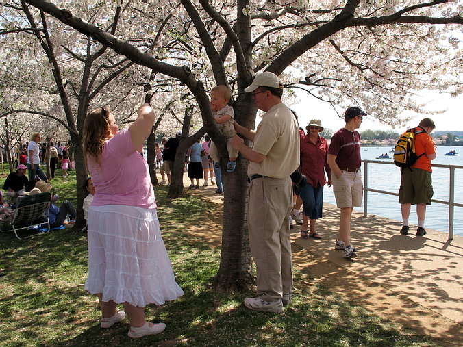 Cherry Blossom Mania – Beauty & Spirit •  Washington, DC
