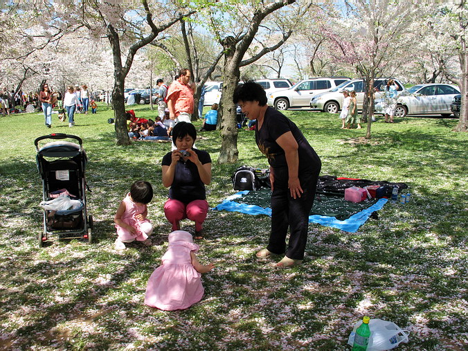 Cherry Blossom Mania – Beauty & Spirit •  Washington, DC