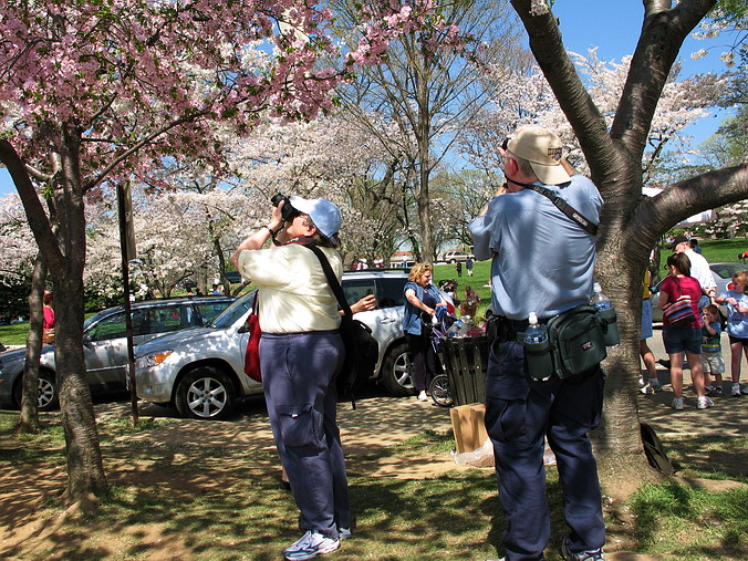 Cherry Blossom Mania – Beauty & Spirit •  Washington, DC