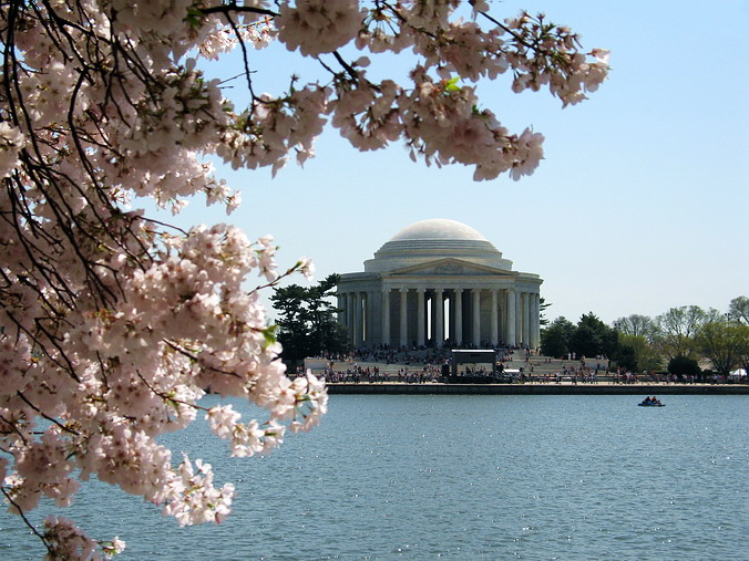 Cherry Blossom Mania – Beauty & Spirit •  Washington, DC