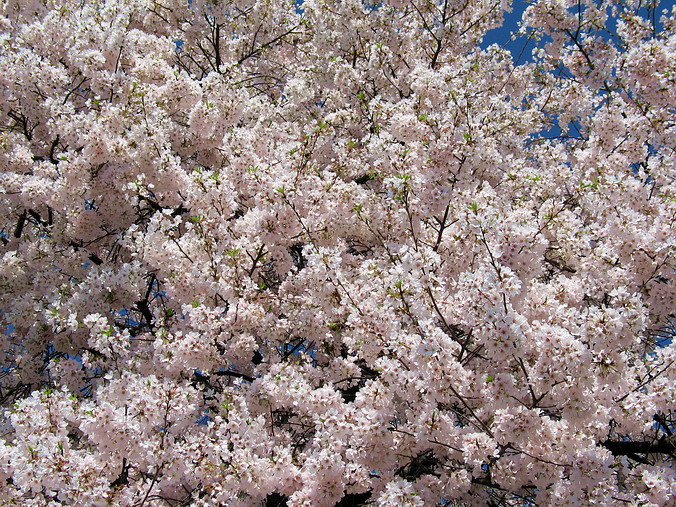 Cherry Blossom Mania – Beauty & Spirit •  Washington, DC