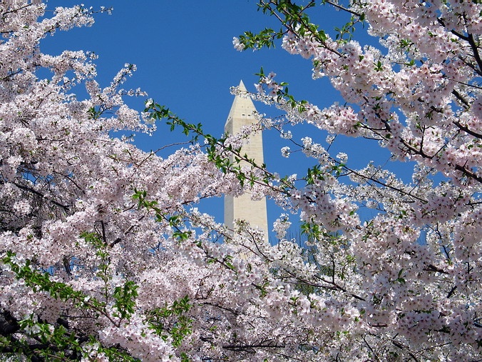 Cherry Blossom Mania – Beauty & Spirit •  Washington, DC