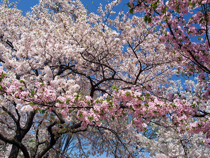 Cherry Blossom Mania – Beauty & Spirit •  Washington, DC