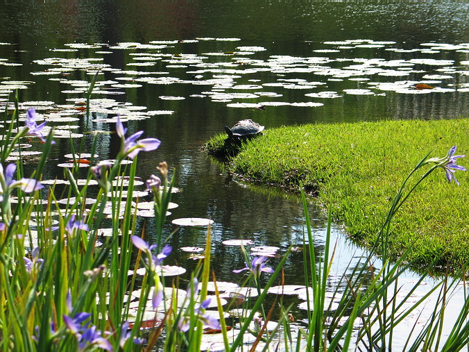 Brookgreen Gardens, South Carolina •   •
     