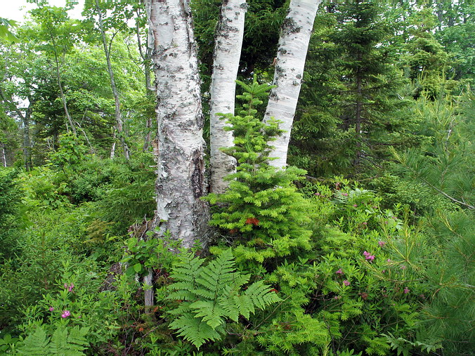 Nova Scotia, Cape Breton, Canada •  , 