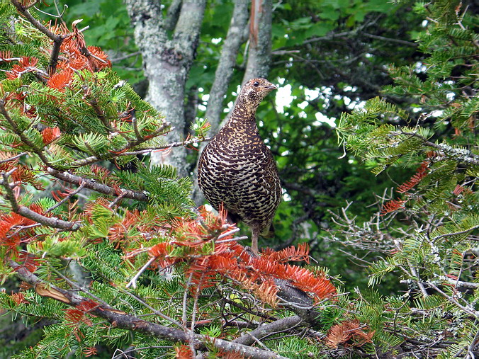 Nova Scotia, Cape Breton, Canada •  , 