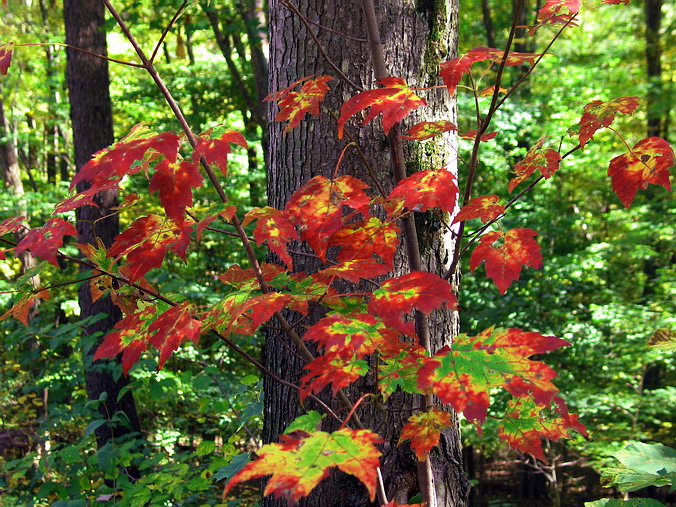 Laurel Hill State Park, Pennsylvania