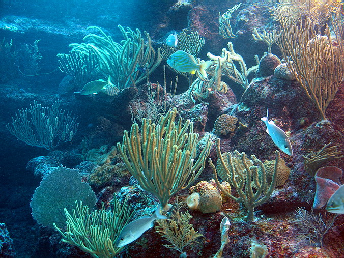 Xcaret Park Eco Archaeological Park.  