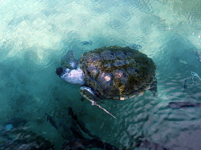 Xcaret Park Eco Archaeological Park.  