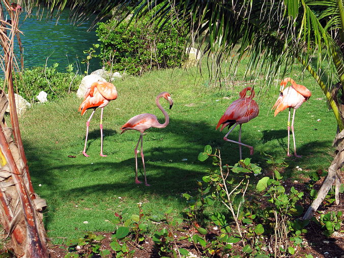 Xcaret Park.   –  …