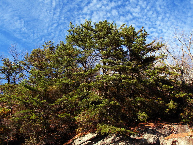 Blue Ridge Parkway. �������� �������� •
���������� �� ������� ������� •
Blue Ridge Parkway. North Carolina