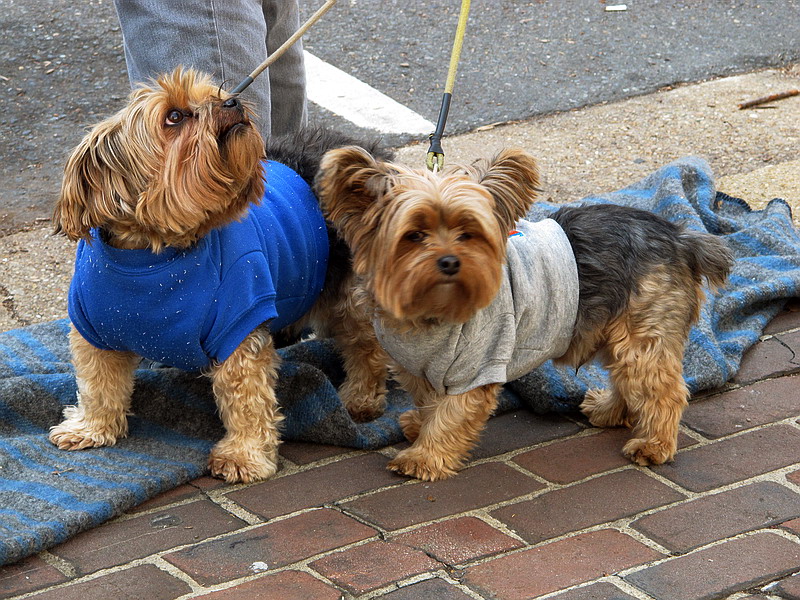        …
    ,  •
Scottish Christmas Parade, Alexandria, Virginia • December 4, 2010