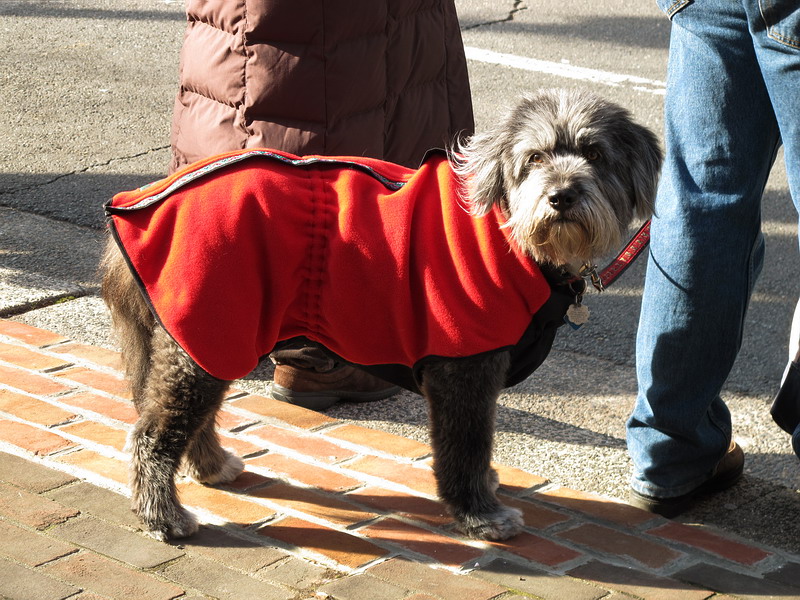      …
    ,  •
Scottish Christmas Parade, Alexandria, Virginia • December 4, 2010