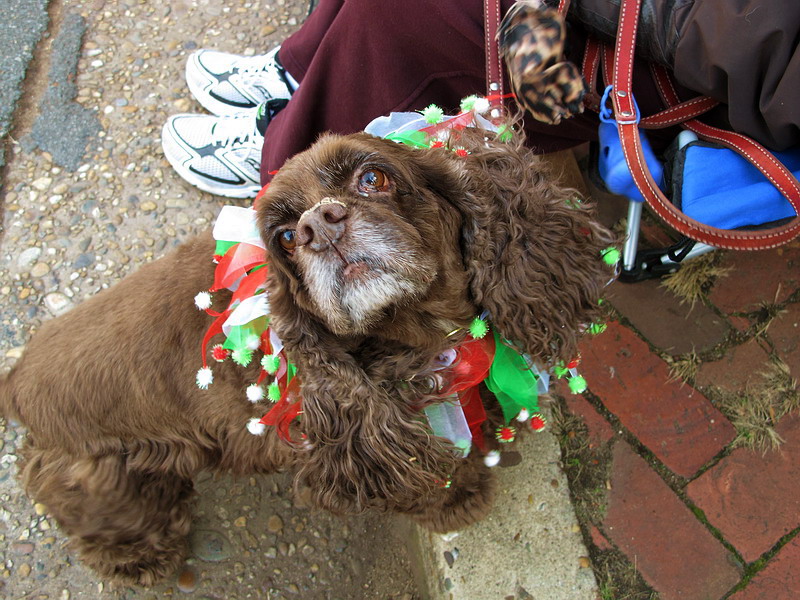     …
    ,  •
Scottish Christmas Parade, Alexandria, Virginia • December 4, 2010