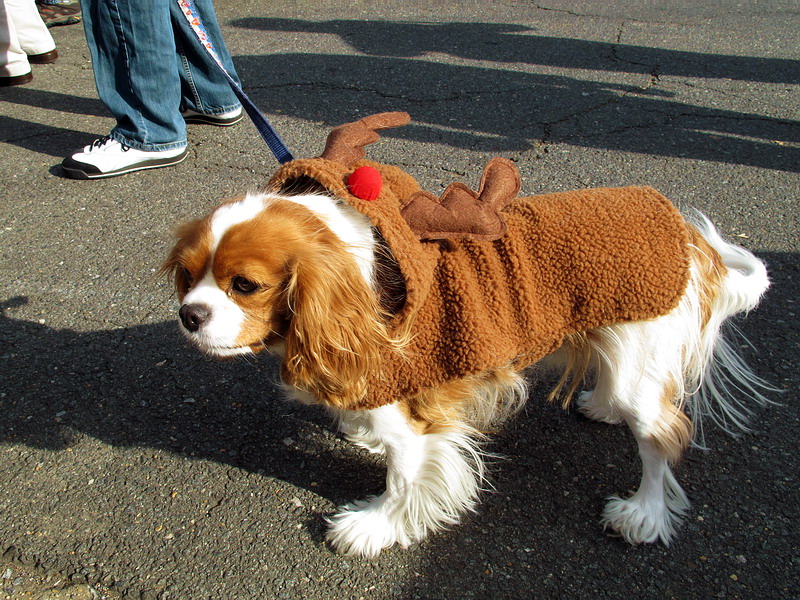 –  ! ,    ?…
    ,  •
Scottish Christmas Parade, Alexandria, Virginia • December 4, 2010
