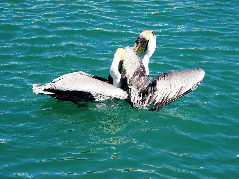     …
 ? --,   !
•  ,    ,  • Key West, Florida