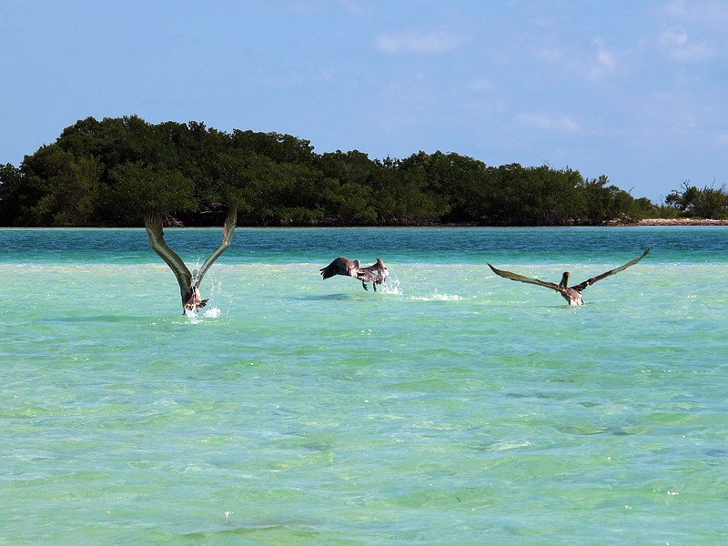  …
•  ,    ,  • Key West, Florida