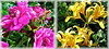 Meadowlark Botanical Gardens in Vienna, 
