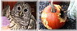 Owl Thanksgiving Adventure