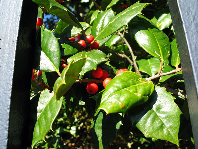   …
 . ,   •
Fall, Christmas. Biltmore Estate. Asheville, North Carolina