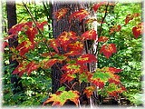 Laurel Hill State Park, Pennsylvania